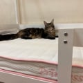 Купили дочке очень красивую кровать! Не могу нарадоваться!