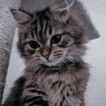 Гачегова Есения