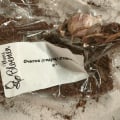 Присылают вместо саженцев сухие палки