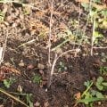 Отзыв о Клуб садоводов-профессионалов: НИКОМУ НЕ СОВЕТУЮ С НИМИ СВЯЗЫВАТЬТСЯ!